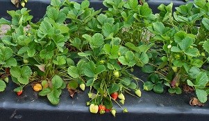 如何增強消費者對自家種植基地出產的食材信任度